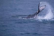 さすがザトウクジラ！！迫力満点です！