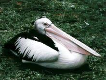 pelican