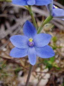 flower2