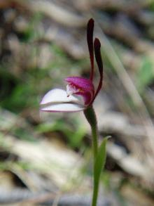 flower6