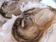 oysters