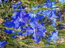 flower6
