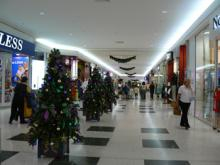 trees in stockland