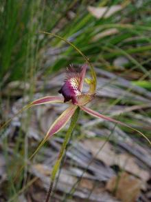 caladenia brownii