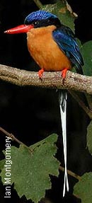 Buff Breasted Kingfisher