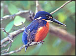 Azure Kingfisher