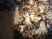 GHOST CRAB