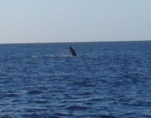 クジラのしっぽ３