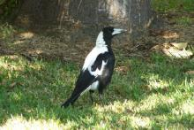 Australian Magpie