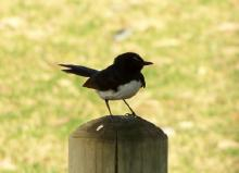 Willie Wagtail