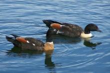 Australian Shelduck