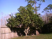グレープフルーツの木