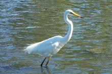 Great Egret