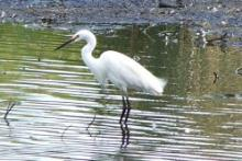 Little Egret