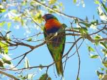 Rainbow Lorikeet