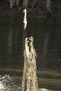 クロコダイルアドベンチャー