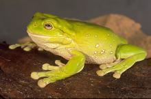 Green tree frog