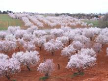 almendra