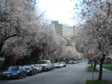 yvrsakura001
