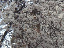 yvrsakura002