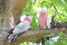 Galah