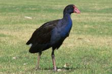 Purple Swanpen