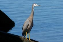 White Faced Heron
