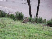 conejo1