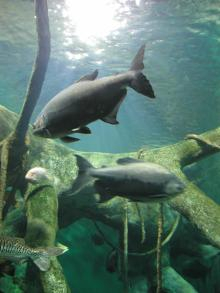 水族館1