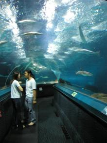 水族館4