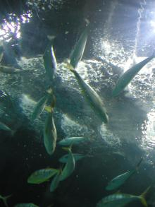 水族館5
