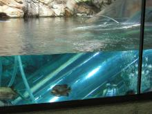 水族館6