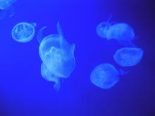 水族館7