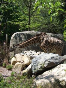 Roger Williams Park Zoo 5