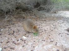 Rottnest10