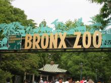 BRONX ZOO1