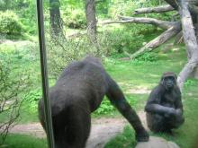 BRONX ZOO3