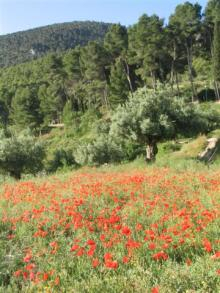 alcoy7