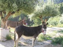 alcoy8