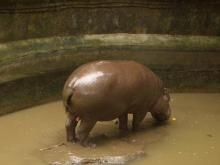 zoo3
