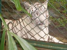 zoo4
