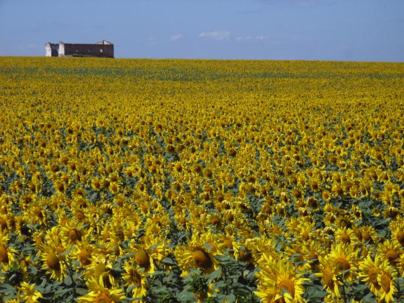 GIRASOL1