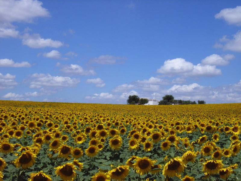girasol3
