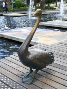 Swan1
