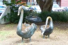 Swan3