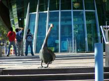 Swan5