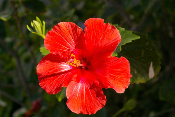 Hibisucus