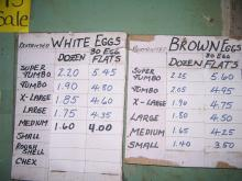 GB(EGG)-9