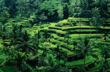 BALI