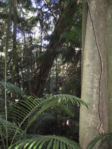 Tamborine Mountain